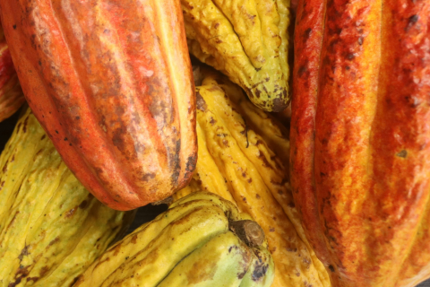 Coffee Suitability Maps: Mapping Where Coffee Can Thrive in Uganda