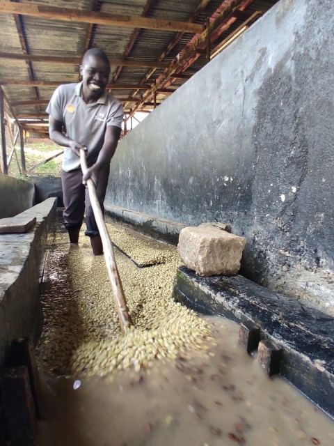Coffee washing station at origin, where field data collection starts