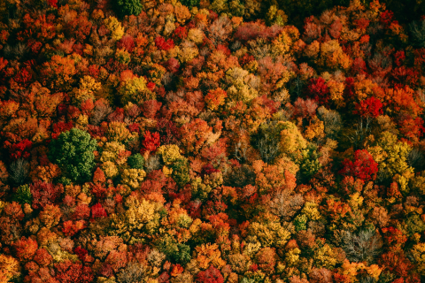 Sustainability Reporting in Commodity Supply Chains