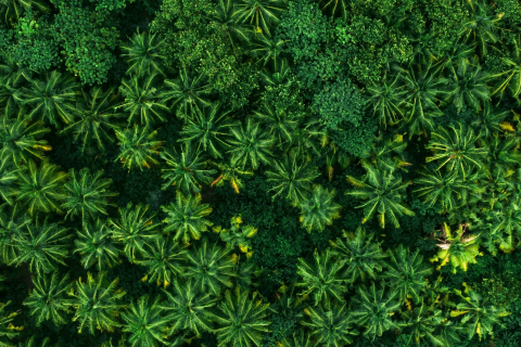 The Economic Case for Maintaining the EU Deforestation Regulation (EUDR)