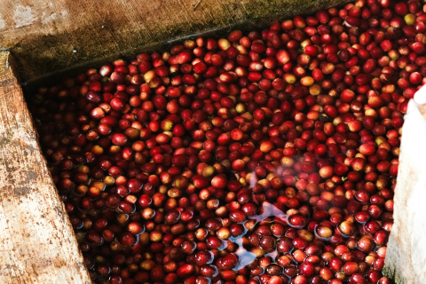 Why We Chose Coffee